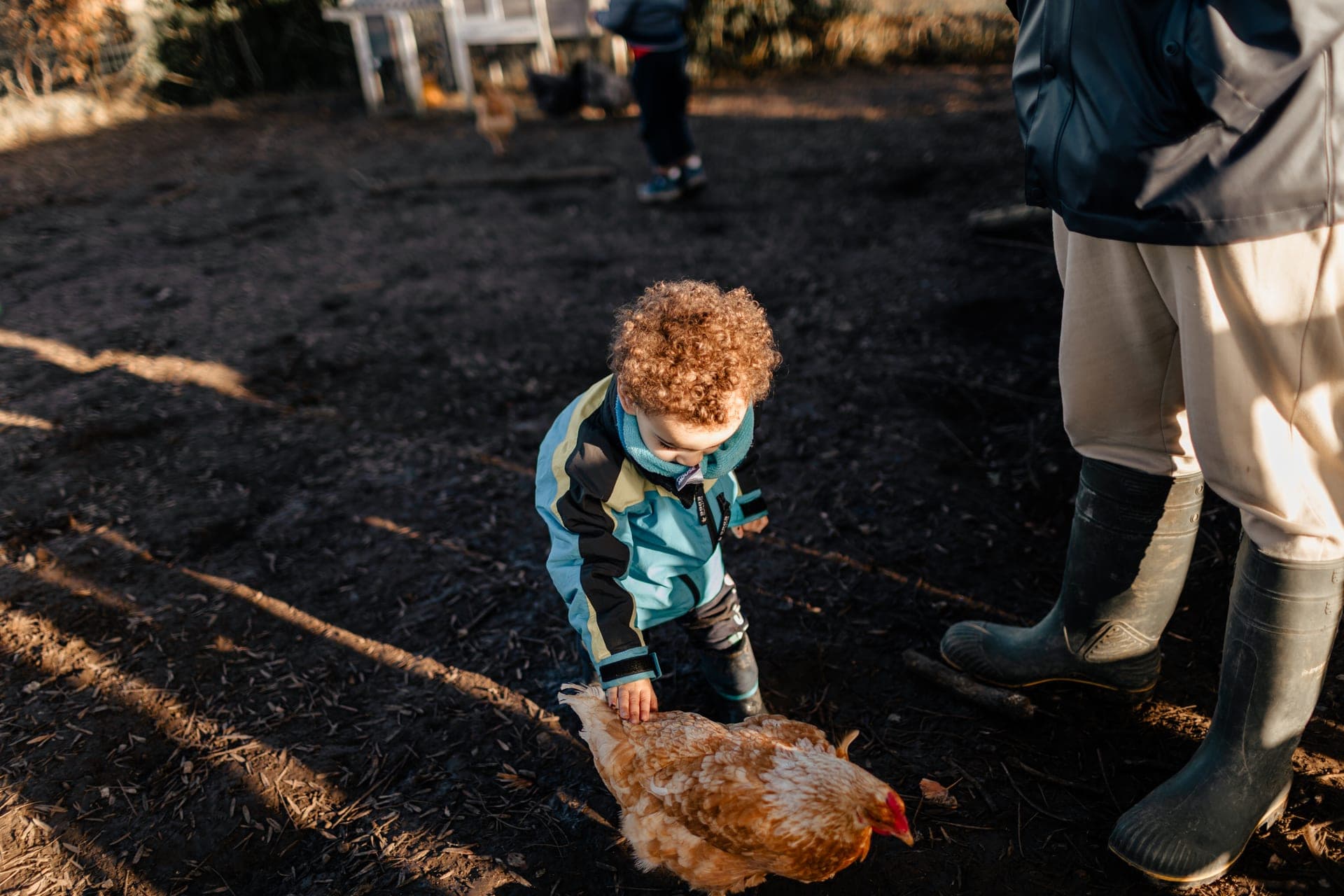 Enfant observe une poule à la ferme découverte — séance famille lifestyle campagne