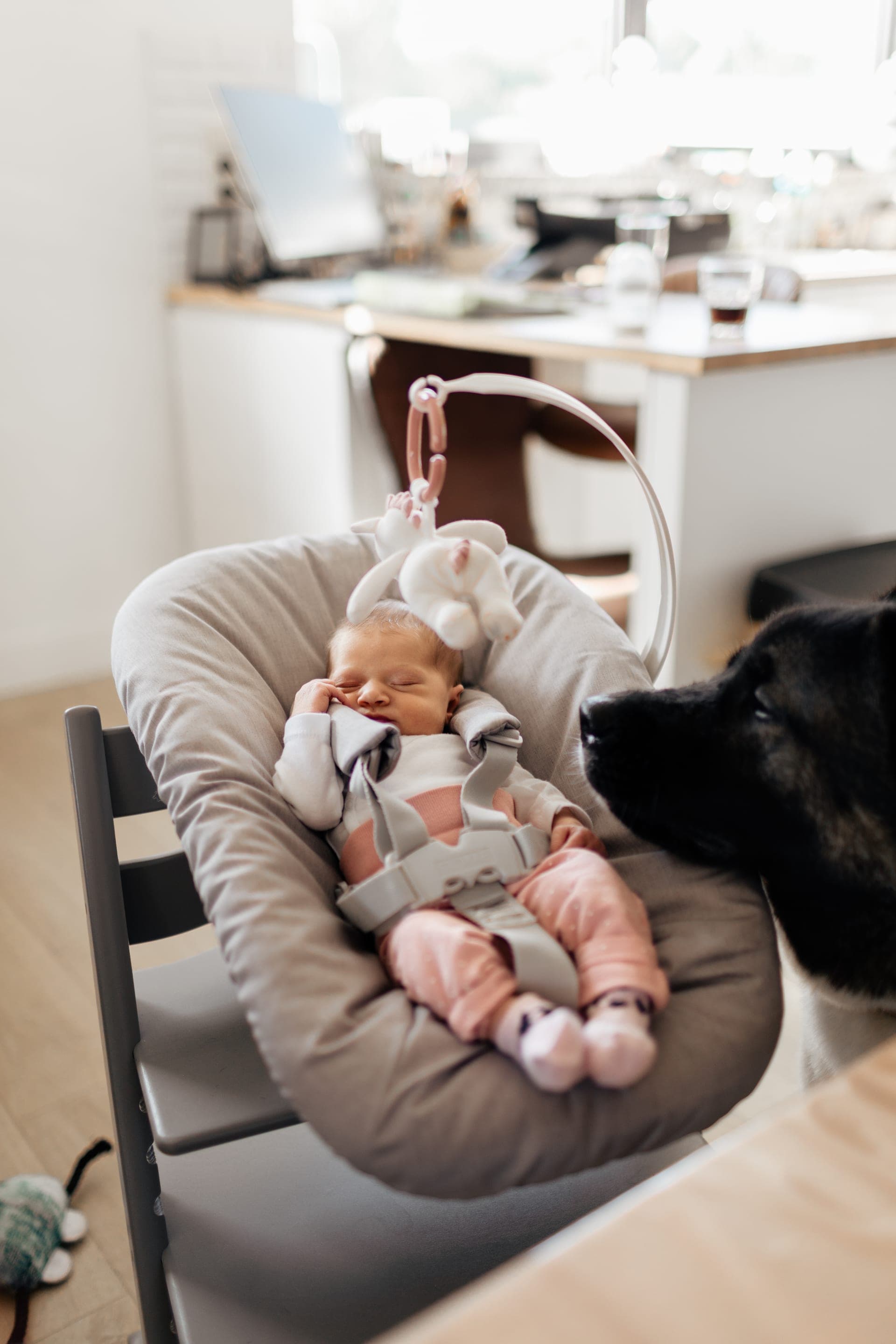 Bébé dans son transat regardé par le chien de la famille — lifestyle naissance
