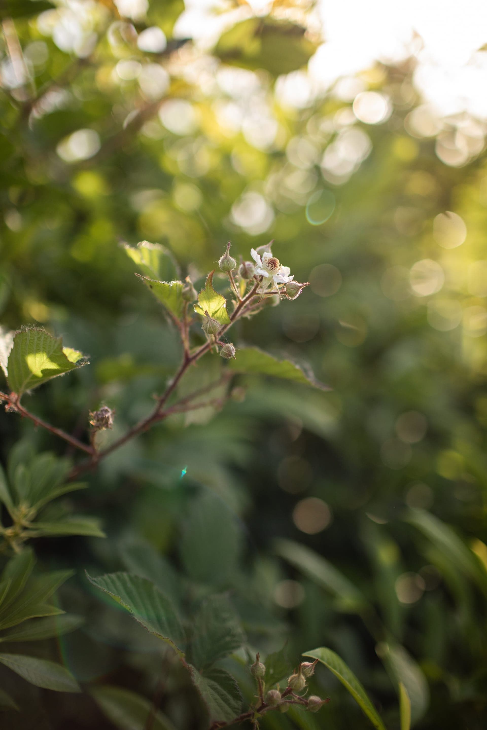 Lumière dorée de fin de journée sur une fleur sauvage — source d'inspiration d'Aurore Clercq, photographe lifestyle